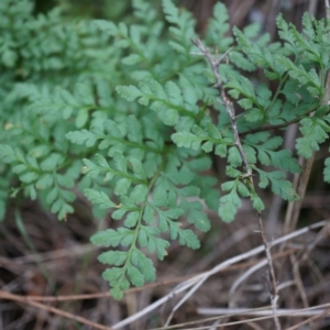 Cheilanthes austrotenuifolia at Hackett, ACT - 14 Apr 2014