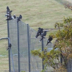 Strepera graculina (Pied Currawong) at Bega, NSW - 9 Aug 2020 by MatthewHiggins