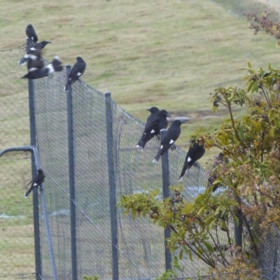 Strepera graculina (Pied Currawong) at Bega, NSW - 9 Aug 2020 by MatthewHiggins