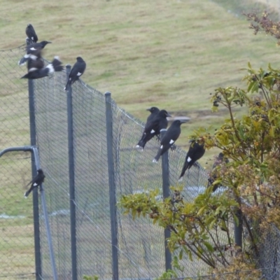 Strepera graculina (Pied Currawong) at Bega, NSW - 8 Aug 2020 by MatthewHiggins