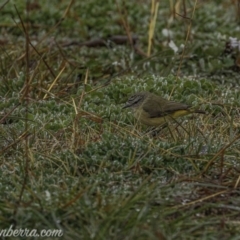 Acanthiza chrysorrhoa (Yellow-rumped Thornbill) at Forde, ACT - 2 Aug 2020 by JonSteinbeck