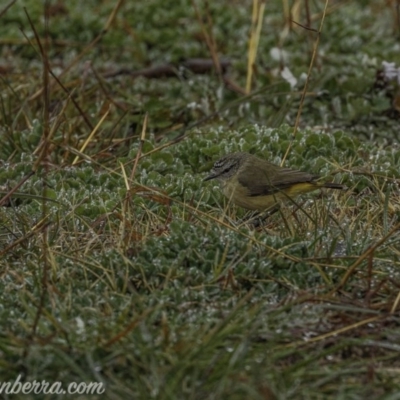 Acanthiza chrysorrhoa (Yellow-rumped Thornbill) at Forde, ACT - 1 Aug 2020 by BIrdsinCanberra
