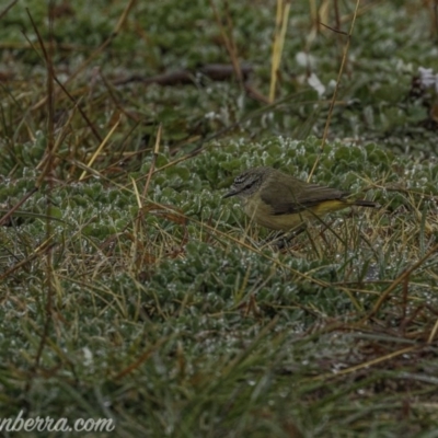 Acanthiza chrysorrhoa (Yellow-rumped Thornbill) at Forde, ACT - 2 Aug 2020 by JonSteinbeck
