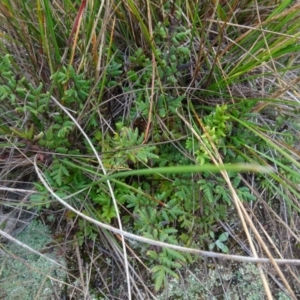 Cheilanthes sieberi at Franklin, ACT - 1 Aug 2020 11:11 AM