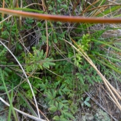 Cheilanthes sieberi at Franklin, ACT - 1 Aug 2020 11:11 AM