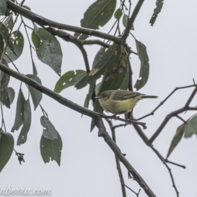 Acanthiza reguloides (Buff-rumped Thornbill) at Forde, ACT - 2 Aug 2020 by JonSteinbeck
