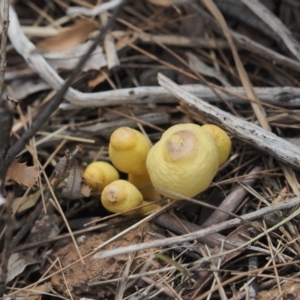 Leucocoprinus birnbaumii at Latham, ACT - 16 Feb 2020 12:54 PM