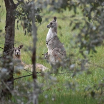 Macropus giganteus (Eastern Grey Kangaroo) at Monitoring Site 033 - Revegetation - 9 Aug 2020 by ChrisAllen