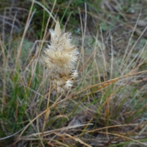 Rytidosperma carphoides at Franklin, ACT - 1 Aug 2020