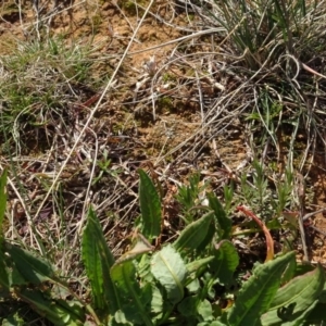 Rumex brownii at Franklin, ACT - 1 Aug 2020 01:07 PM