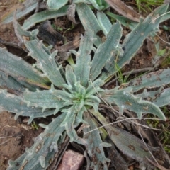 Plantago varia (Native Plaintain) at Franklin, ACT - 1 Aug 2020 by AndyRussell