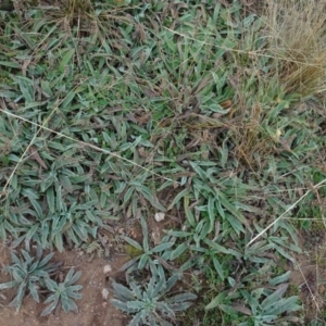 Plantago varia at Franklin, ACT - 1 Aug 2020 11:20 AM