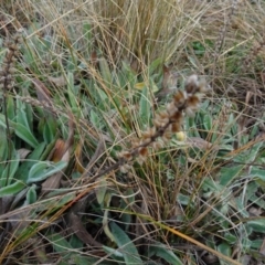 Plantago varia at Franklin, ACT - 1 Aug 2020 11:20 AM