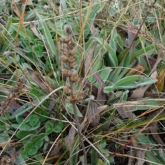 Plantago varia at Franklin, ACT - 1 Aug 2020 11:20 AM