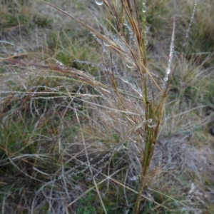 Austrostipa bigeniculata at Franklin, ACT - 1 Aug 2020