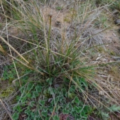 Austrostipa bigeniculata at Franklin, ACT - 1 Aug 2020