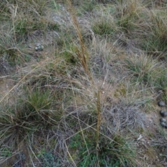 Austrostipa bigeniculata at Franklin, ACT - 1 Aug 2020