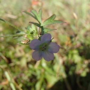 Geranium sp. Pleated sepals (D.E.Albrecht 4707) Vic. Herbarium at Evatt, ACT - 2 Jun 2020