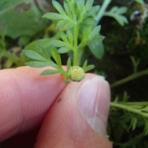 Cotula australis at Evatt, ACT - 2 Jun 2020