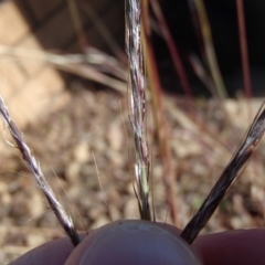 Bothriochloa macra (Red Grass, Red-leg Grass) at Holt, ACT - 8 Jun 2020 by rbtjwht