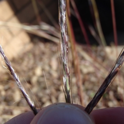 Bothriochloa macra (Red Grass, Red-leg Grass) at Holt, ACT - 8 Jun 2020 by rbtjwht