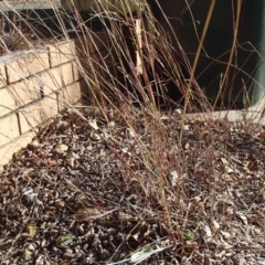 Bothriochloa macra at Holt, ACT - 8 Jun 2020