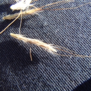 Bothriochloa macra at Holt, ACT - 8 Jun 2020