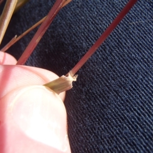 Bothriochloa macra at Holt, ACT - 8 Jun 2020