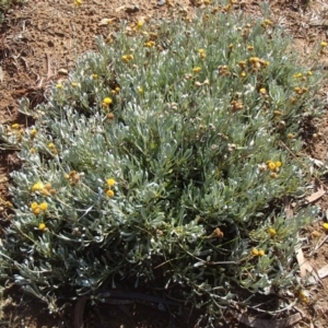 Chrysocephalum apiculatum at Melba, ACT - 26 Jun 2020 11:03 AM