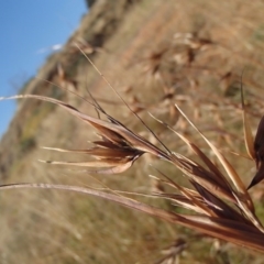 Themeda triandra (Kangaroo Grass) at Melba, ACT - 26 Jun 2020 by rbtjwht