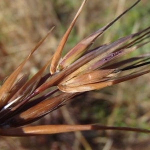 Themeda triandra at Melba, ACT - 26 Jun 2020