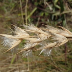 Rytidosperma laeve (Bare-backed Wallaby Grass) at Melba, ACT - 26 Jun 2020 by rbtjwht