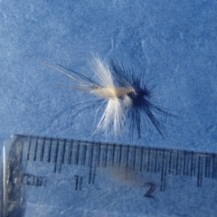 Rytidosperma laeve at Melba, ACT - 26 Jun 2020 12:22 PM