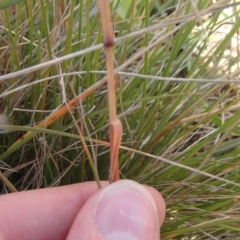 Rytidosperma laeve at Melba, ACT - 26 Jun 2020