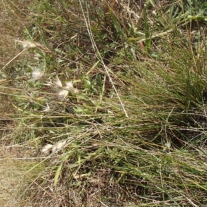 Rytidosperma laeve at Melba, ACT - 26 Jun 2020