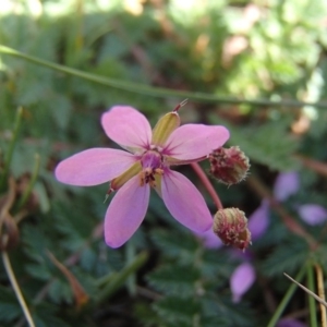 Erodium cicutarium at Melba, ACT - 26 Jun 2020