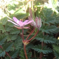 Erodium cicutarium at Melba, ACT - 26 Jun 2020