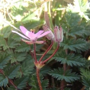 Erodium cicutarium at Melba, ACT - 26 Jun 2020