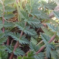 Erodium cicutarium at Melba, ACT - 26 Jun 2020