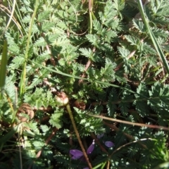 Erodium cicutarium at Melba, ACT - 26 Jun 2020