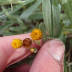 Chrysocephalum apiculatum (Common Everlasting) at Evatt, ACT - 29 Jun 2020 by rbtjwht