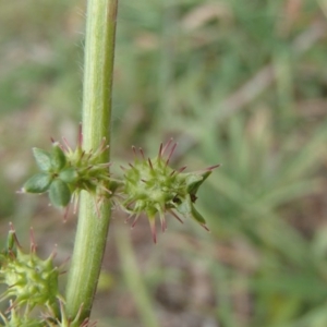 Acaena x ovina at Evatt, ACT - 29 Jun 2020