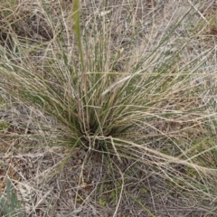 Austrostipa scabra at Melba, ACT - 30 Jun 2020