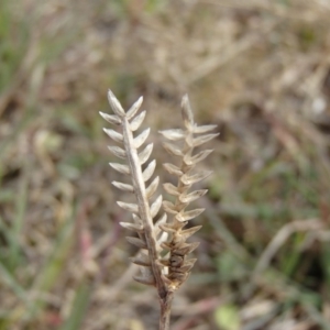 Eleusine tristachya at Melba, ACT - 30 Jun 2020