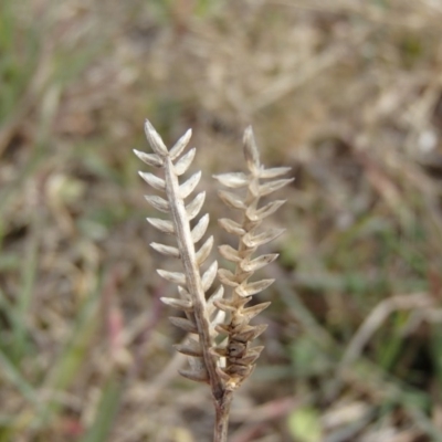 Eleusine tristachya (Goose Grass, Crab Grass, American Crows-Foot Grass) at Melba, ACT - 30 Jun 2020 by rbtjwht