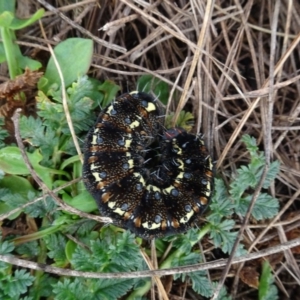 Apina callisto at Franklin, ACT - 1 Aug 2020