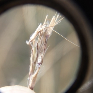 Bothriochloa macra at Melba, ACT - 30 Jun 2020