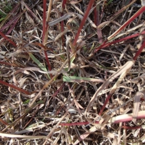 Bothriochloa macra at Melba, ACT - 30 Jun 2020