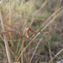 Bothriochloa macra at Melba, ACT - 30 Jun 2020