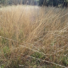 Bothriochloa macra at Melba, ACT - 30 Jun 2020